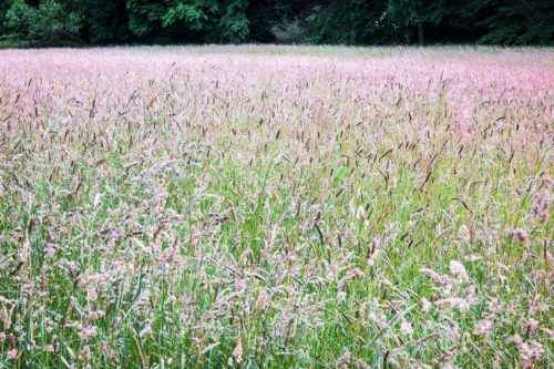 Какие растения относят к однодольным? Признаки, особенности строения и примеры