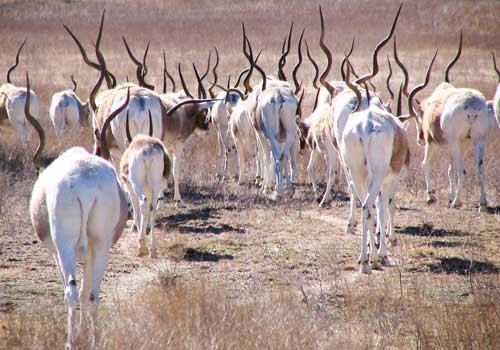 аддакс, антилопы мендес, стадо