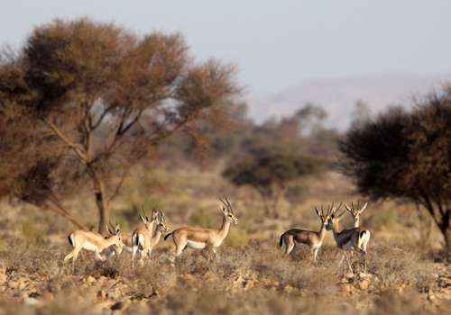стадо газелей-доркас, саванна, сухая трава, деревья, небо 
