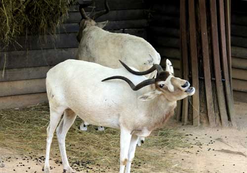 аддакс, антилопы мендес, в неволе