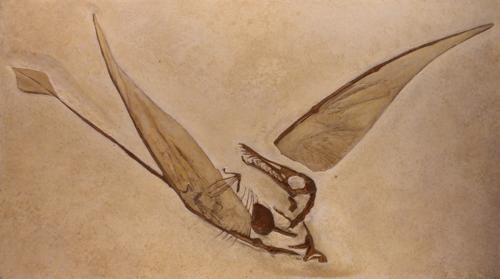 птерозавр - ископаемые останки