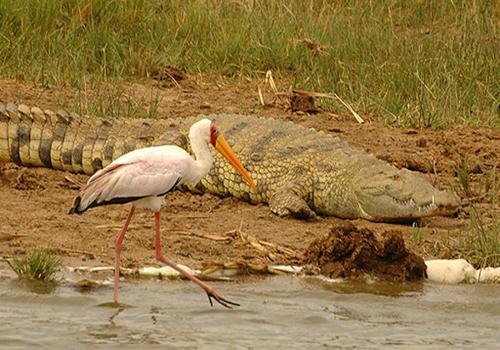 птицы и крокодилы имеют родственную связь