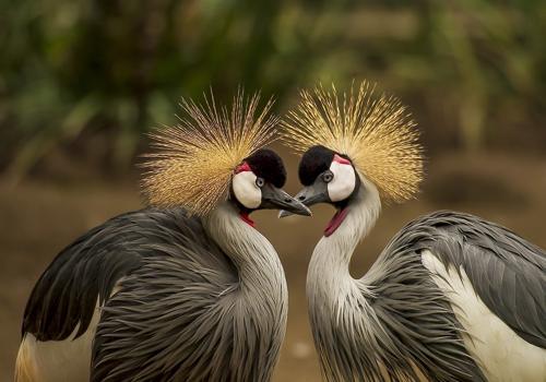 птицы - моногамны