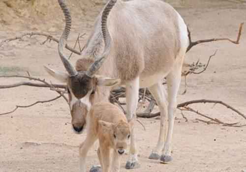 аддакс, антилопа мендес, теленок,