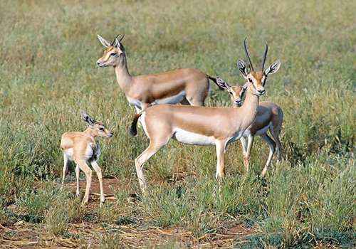 стадо, газели-доркас, трава, пасутся 