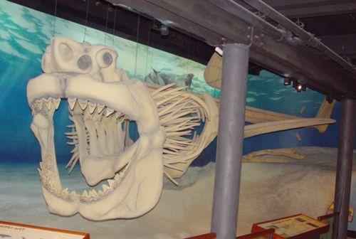 реконструкция мегалодона
