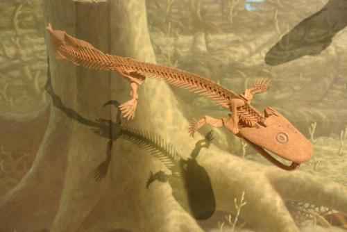 реконструкция скелета акантостега — род древних амфибий