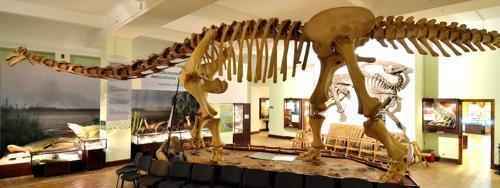 реконструкция скелета большого динозавра