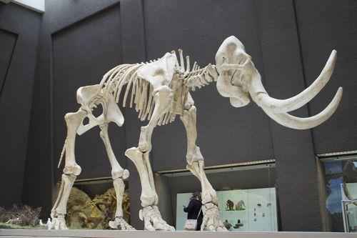 реконструкция скелета мамонта