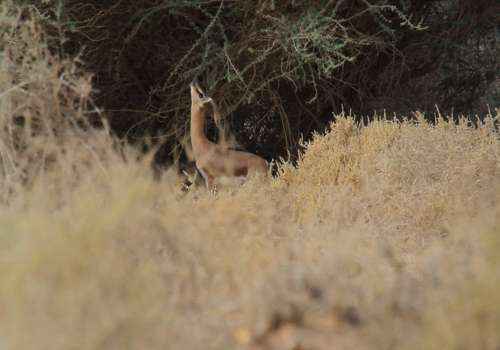 газель-доркас, сухая трава, деревья
