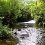 лес, зеленые листья, деревья, ручей,