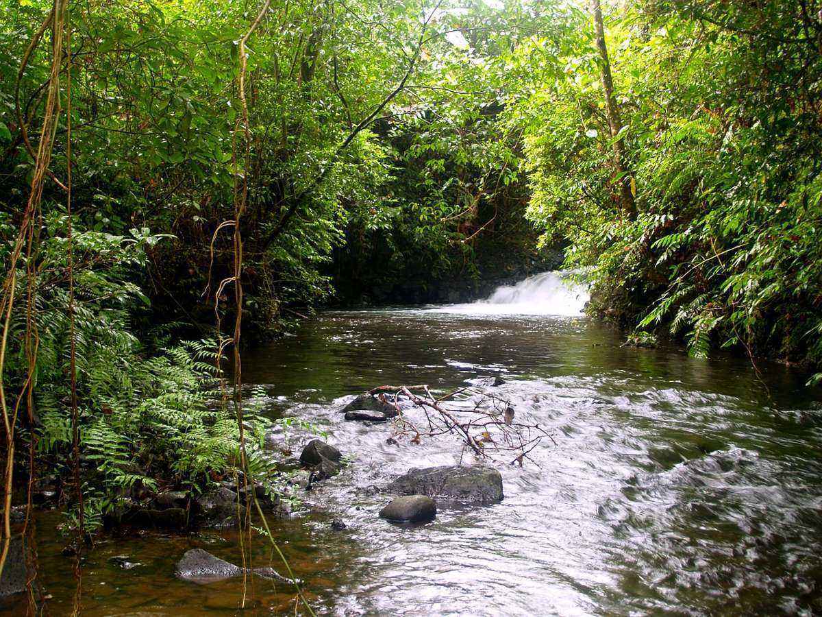 лес, зеленые листья, деревья, ручей,