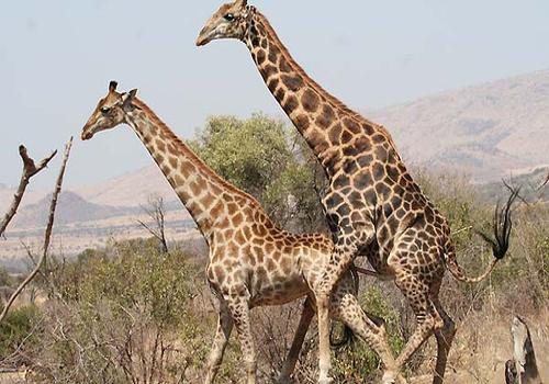 секс жирафов