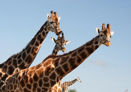 шеи жирафов