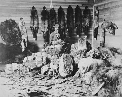 шкуры канадских бобров