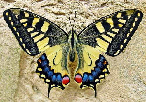 симметрия у бабочки