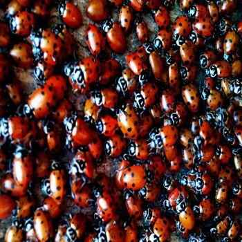 божьи коровки, скопление, много,