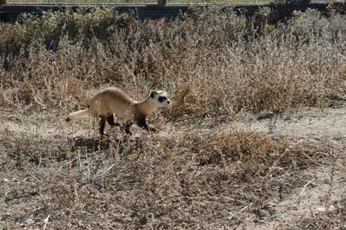 среда обитания американского или черноногого хорька