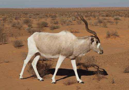 аддакс, антилопа мендес, в пустыне