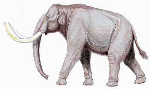 степной мамонт