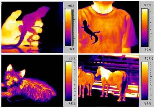 теплокровные и хладнокровные животные