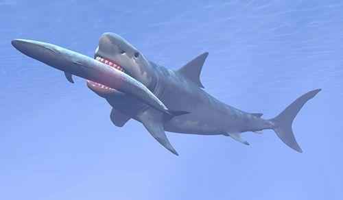 укус мегалодона