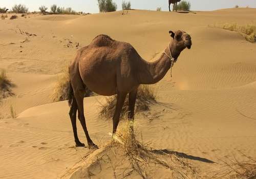 Доклад-сообщение на тему: "Верблюд"