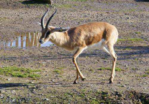 Газель-доркас, внешний вид