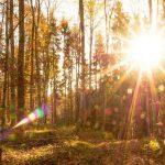 закат, солнце, лес, осень, деревья