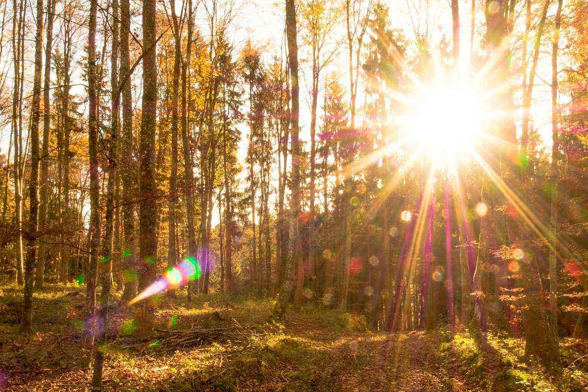 закат, солнце, лес, осень, деревья
