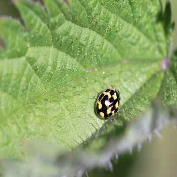 желтая божья коровка, на листе