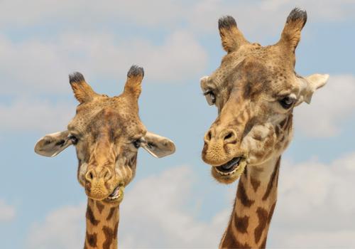 жирафы - жвачные животные