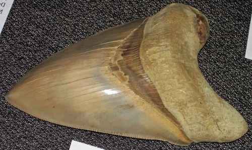 зуб мегалодона