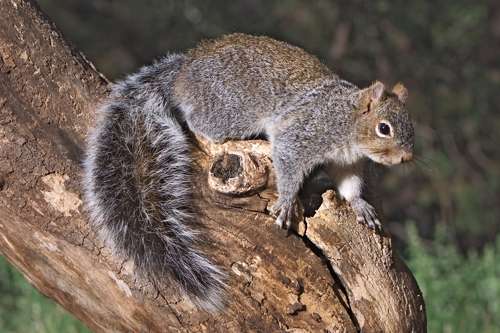 Аризонская белка