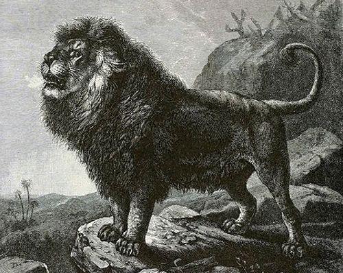 Берберийский лев