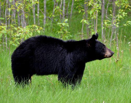 chernyj-medved-ili-baribal-v-zelenoj-trave