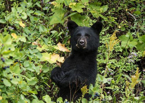chernyj-medved-na-dvuh-lapah