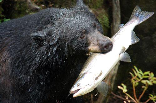 chernyj-medved-s-lososem-v-zubah