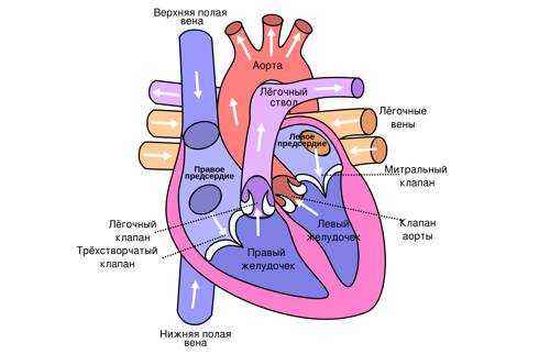 chetyrehkamernoe-serdtse