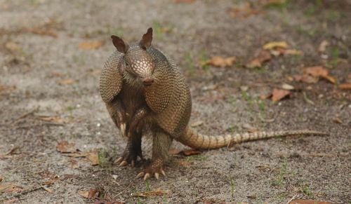 Девятипоясной броненосец на двух лапах