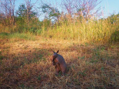 Девятипоясной броненосец на задних лапах