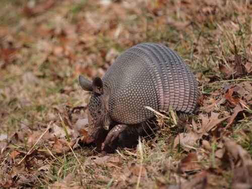 Девятипоясной броненосец в осенней листве
