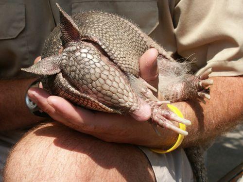 Девятипоясной броненосец в руках у человека