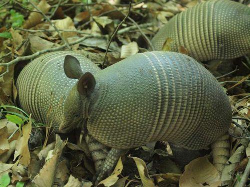 Девятипоясные броненосцы