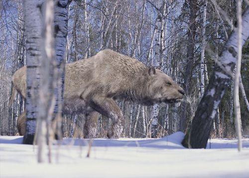 Какие животные занесены в черную книгу мира? Виды, фото и описание