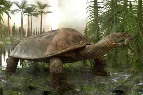 Гигантская черепаха Carbonemys