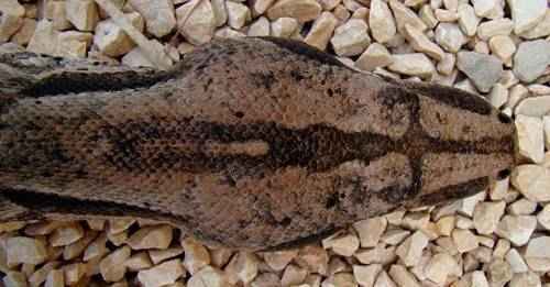 Голова современного удава