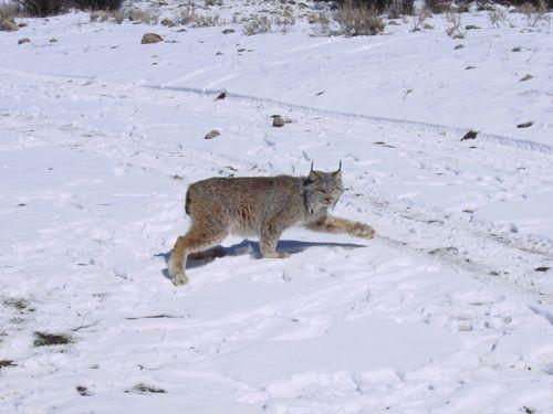 kanadskaya-rys-idet-po-snegu