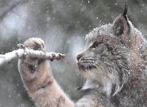 kanadskaya-rys-igraet-vetkoj