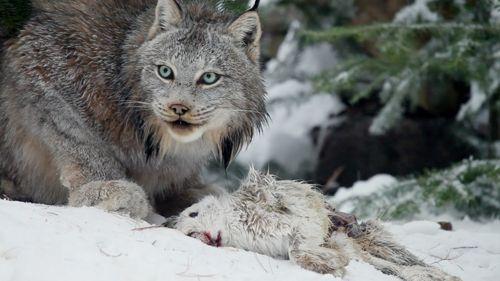 kanadskaya-rys-s-dobychej